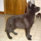 tn_black puppy 002z