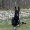 tn_Scout3