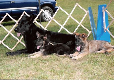 tn_jake and pups
